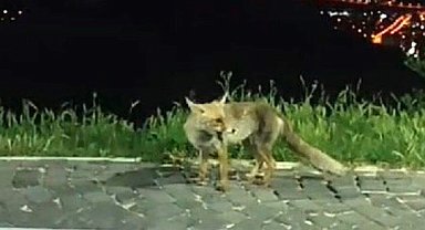 Elazığ'da aç kalan tilkiler şehre indi