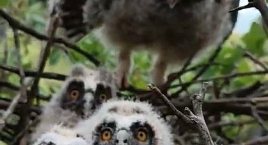 Elazığ'da ağaçta yuva yapan baykuş ailesi görüntülendi