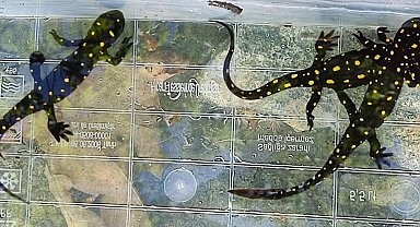 Elazığ'da benekli semender izleme çalışması yapıldı