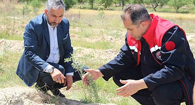 Elazığ'da dikimi yapılan 'Amerikan Tuz Çalısı' başarılı oldu