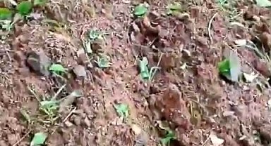 Elazığ'da dolu yağışı kayısı bahçelerine zarar verdi