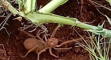 Elazığ'da et yiyen 'Sarıkız Örümceği' görüldü