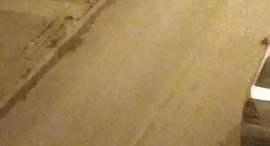 Elazığ'da sokak köpekleri kediyi parçaladı