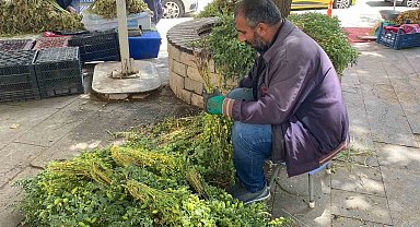 Elazığ'da yeşil nohut tezgahlardaki yerini aldı