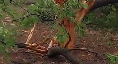 Elazığ'da yıldırımın düştüğü ağaç ikiye ayrıldı