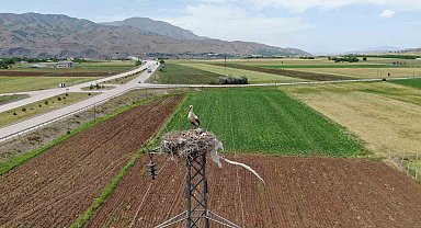 Elazığ'daki köy, 10 leylek yuvasına ev sahipliği yapıyor