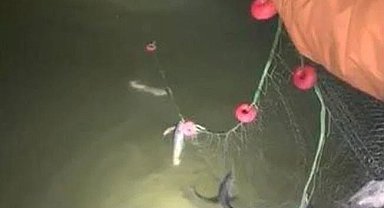 Erciş'te kaçak avlanan 200 kilo canlı balık yeniden suya bırakıldı