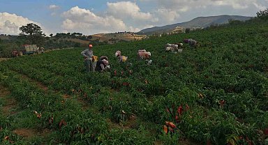 Erzincan kapya biber yetiştiriciliği yaygınlaşıyor