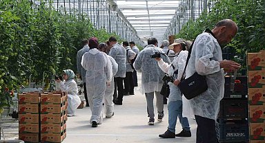 Erzincan'da jeotermal serada üretilen domatesin ilk hasadına başlandı