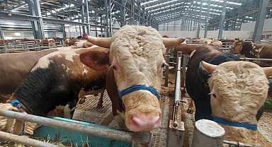 Erzincan'da kurban pazarında hareketlilik başladı