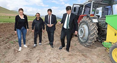 Erzurum'da ilk defa mor patates ekimi yapıldı