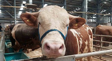 Erzurum'da kurban pazarında hareketlilik başladı