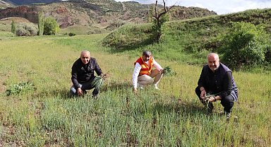 Erzurum'un dağlarında yemlik bereketi