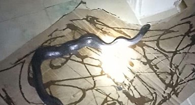 Gafil avlanan yılan, fare kapanına takıldı