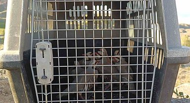 Gürpınar'da 11 adet canlı keklik yakalandı