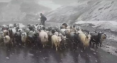 Hakkari'de kara yakalanan kuzuların imdadına okul müdürleri yetişti