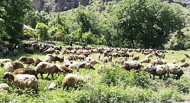 Hakkari'de tır devrildi, onlarca koyun telef oldu