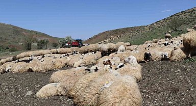 Hayvanların sağlığı için dağları aşıyorlar