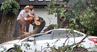 Iğdır'da faciadan dönüldü: Asırlık ağaç aracın üzerine devrildi