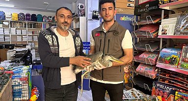 Iğdır'da yaralı gri balıkçıl tedavi altına alındı