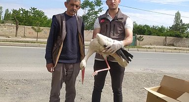 Iğdır'da yorgun düşen leylek bakıma alındı
