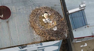 Iğdır'da yumurtadan çıkan yavru leylekler büyümeye başladı