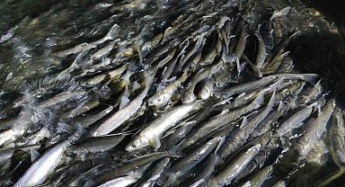 İnci kefalinin muhteşem gece yolculuğu başladı