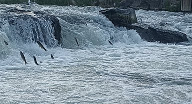 İnci kefalinin zorlu göçü başladı