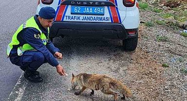 Jandarma ekibi tilkiyi elleri ile besledi