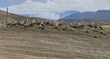 Kars-Iğdır yolunda akbaba sürüsü görüntülendi