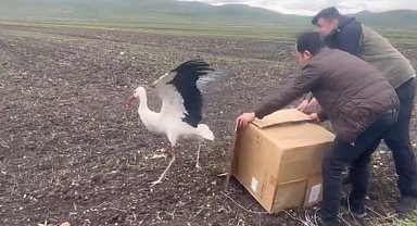 Kars'ta tedavisi tamamlanan leylek doğal ortamına bırakıldı