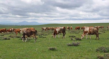 Kars'ta uzmanlardan kurban seçimi uyarısı