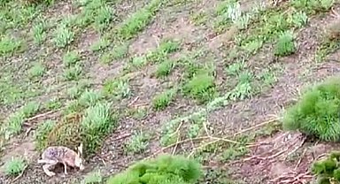 Kayda aldığı tavşanla sohbeti gülümsetti