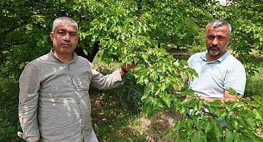 Kayısıyı 'sis' vurdu, rekoltede yüzde 60 düşüş bekleniyor