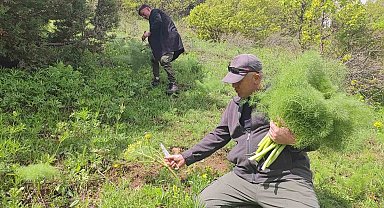 Keledoş yemeği için heliz otu mesaisi
