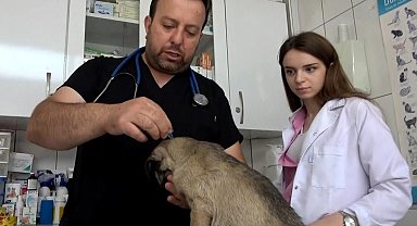 Kenelerin evcil hayvanlarla yayılmasına karşı uyarı