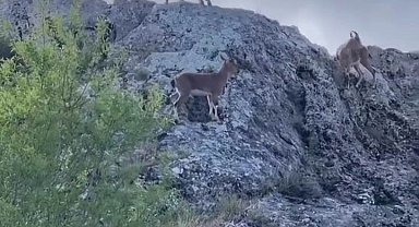 Koruma altındaki dağ keçileri sürü halinde görüntülendi