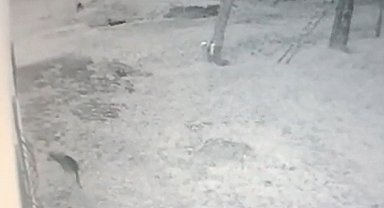 Köye inen kurt, iş yeri bahçesindeki köstebeği böyle avladı