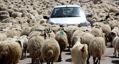 Koyun sürüsü karayoluna çıktı, sürücüler şaştı