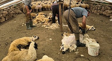 Koyunları elektrikli makine ile kırkmaya başladılar
