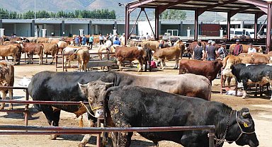 Kurbanlık seçerken bunlara dikkat edin