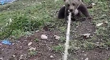 Kuyuya düşen yavru ayıyı boynuna halat atarak çıkardılar