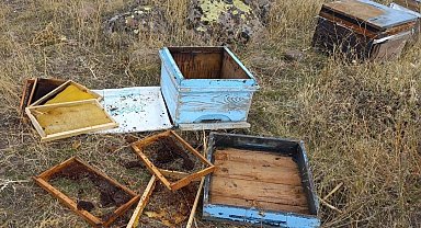 Malatya'da aç kalan ayılar arı kovanlarına saldırdı