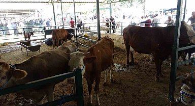 Malatya'da büyükbaş kurbanlık fiyatları açıklandı