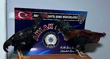 Malatya'da horoz dövüştürenlere rekor ceza