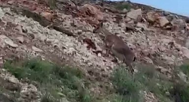Malatya'da yaban keçileri sürü halinde görüntülendi