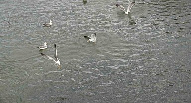 Martıların inci kefali nöbeti