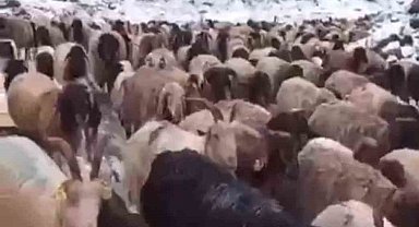 Mayıs ayında kar yağışı: Koyun sürüsü ve güller kar altında kaldı