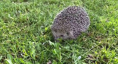 Minik kirpiye şefkat elini uzattılar