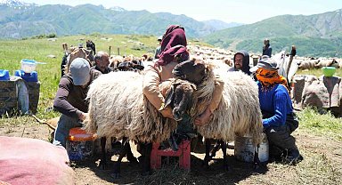 Muşlu berivanlar ilk süt sağımına başladı